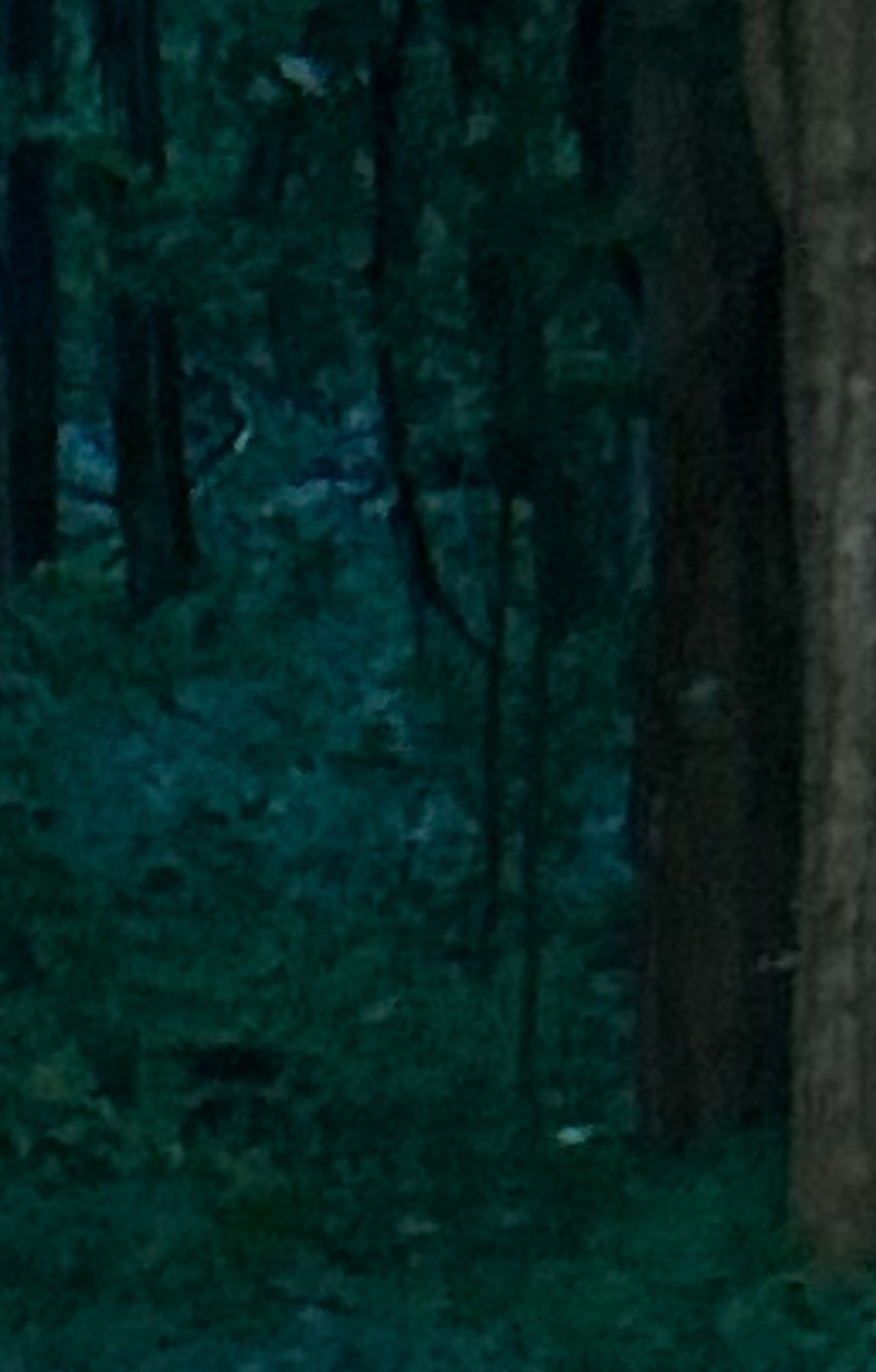 Dark woods photograph with something hidden between the trees